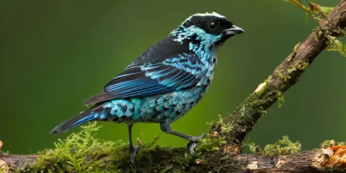 Beryl Spangled Tanager - Spangled Tanager