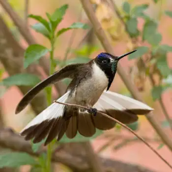 Bearded Mountaineer - Noble Hummingbird