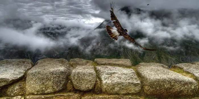 Inca Wall with a Bird in Flight