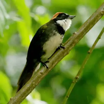 Chestnut Capped Brush Finch - Throated Saltator