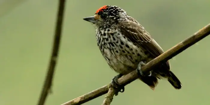 Ocellated Piculet Male - Ocellated Carpenter