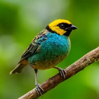 Saffron Crowned - Crowned Tanager