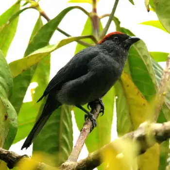 Slaty Tanager - Slate Tanager