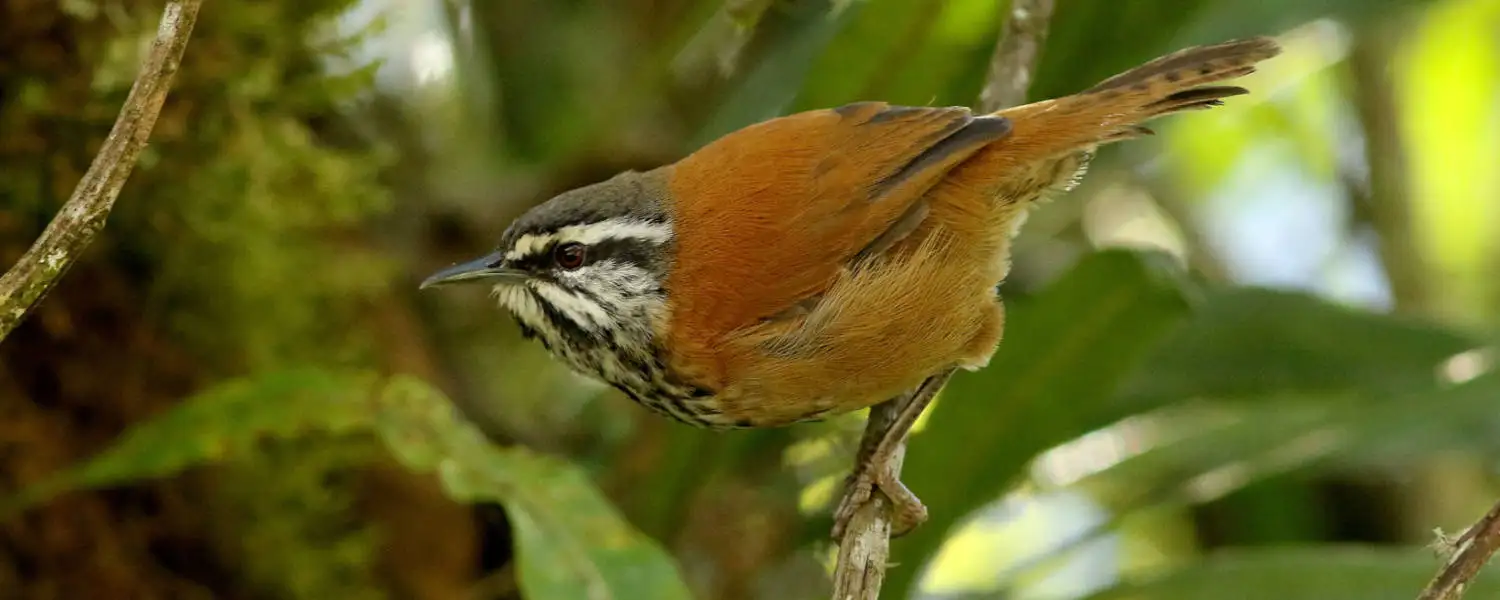 The Inca Wren